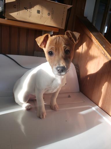 Photo of Jack Russell Terrier Pup - 2