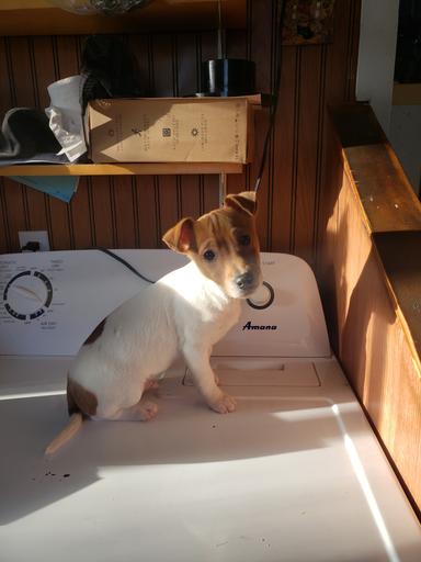 Photo of Jack Russell Terrier Pup - 1