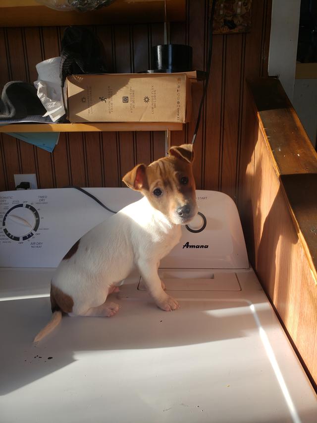 Photo of Jack Russell Terrier Pup