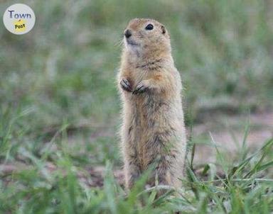 Photo of Wanted gophers for elimination - 1