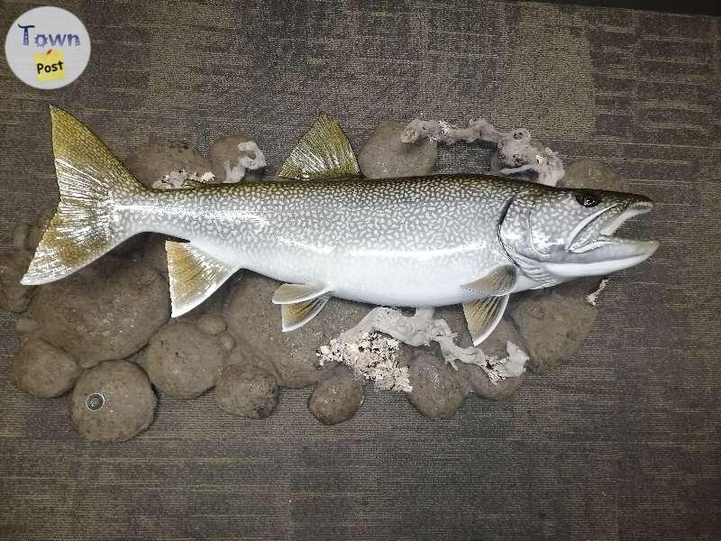 Photo of Lake trout mount