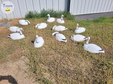 Photo of G&H  MAGNUM 27" SNOW GEESE DECOYS 27"  DELUXE USA MADE,   - 2