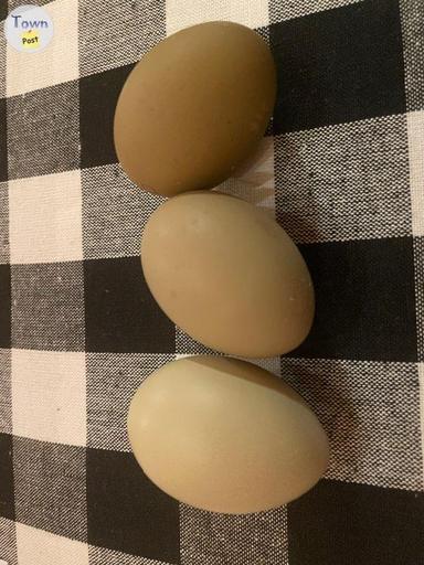 Photo of Olive egger hatching eggs  - 1