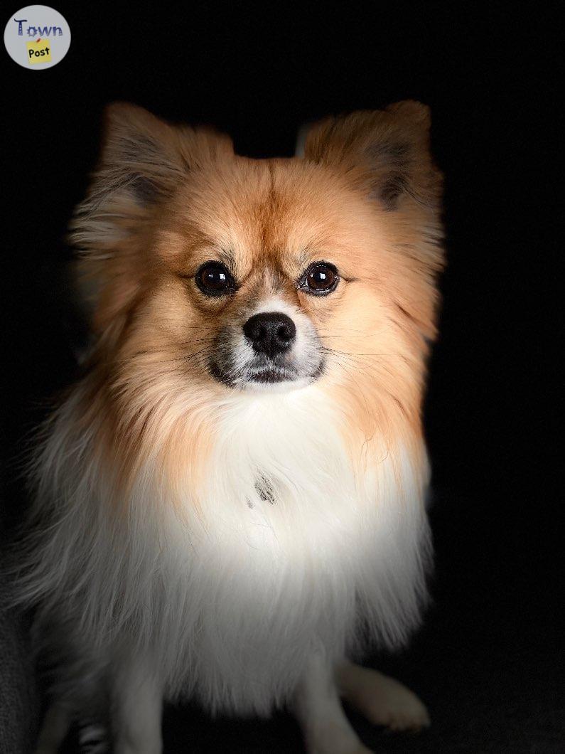 Photo of STUD - male tri-coloured Pomeranian 