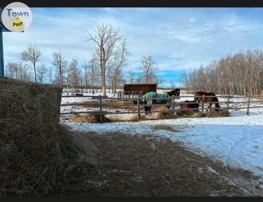 Photo of Horse Board, Lessons, horses/ponies for lease etc...(calmar) - 1