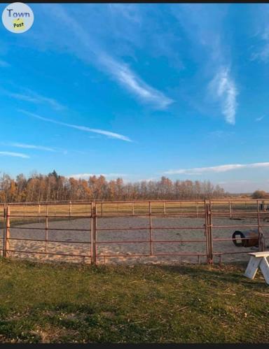 Photo of Horse Board, Lessons, horses/ponies for lease etc...(calmar) - 2