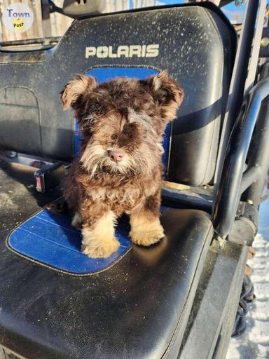 Photo of Liver and tan miniature Schnauzers - 2