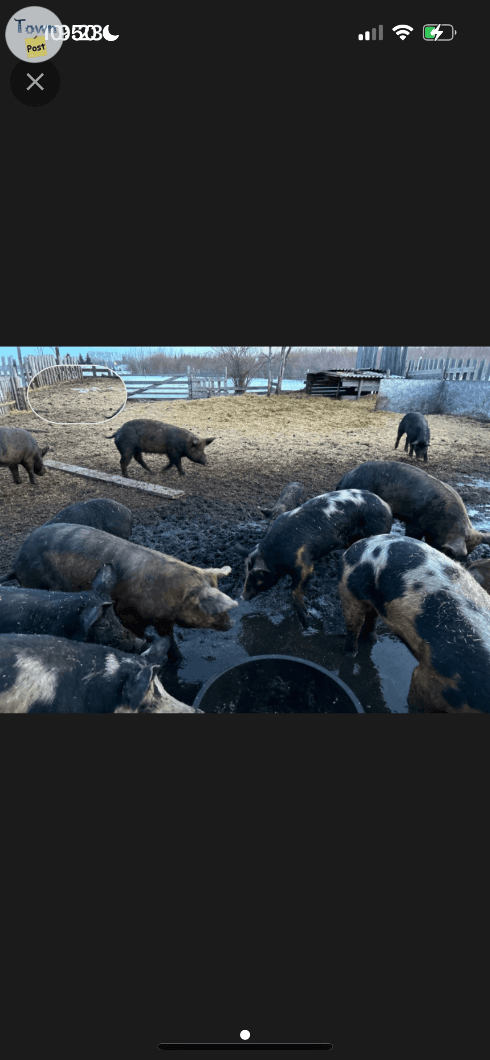 Photo of Sows and Gilts - pigs for sale