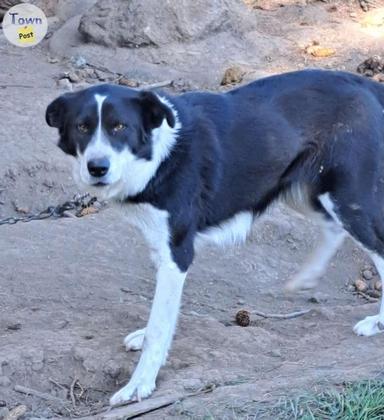 Photo of Wolf hybred Malamute/Huskey cross - 1