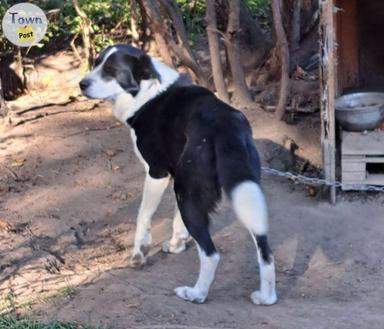 Photo of Wolf hybred Malamute/Huskey cross - 2