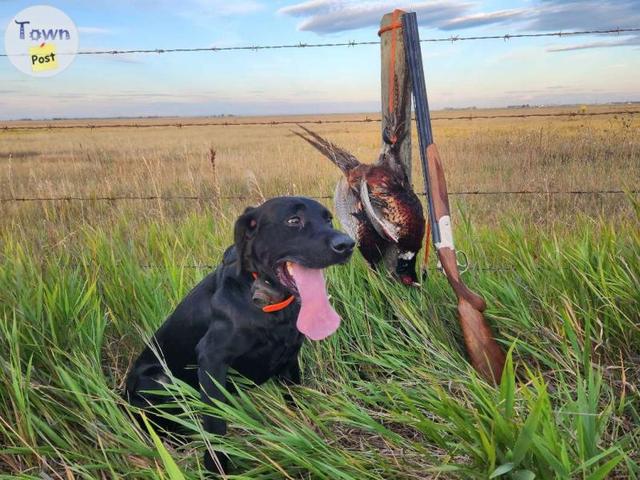 Photo of Beautiful retriever to stud