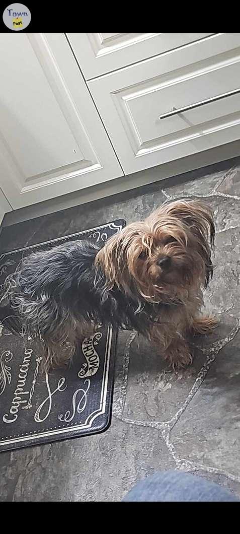 Photo of Male Yorkie looking for a forever home 