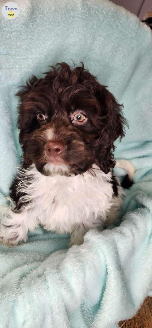 Photo of Gorgeous Cockapoo puppies