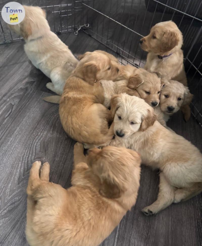 Photo of Golden Retriever Puppies