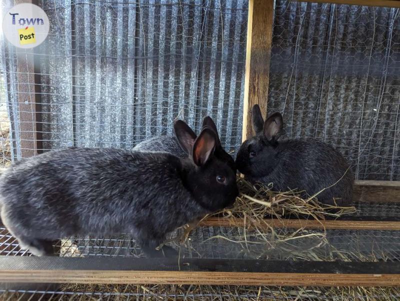 Photo of Silverfox Rabbits