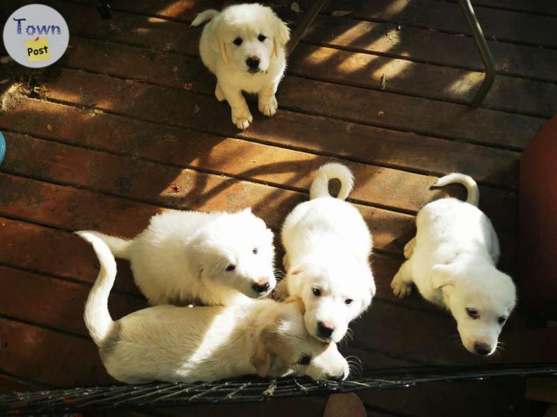 Photo of Great Pyrenees / Akbash puppies