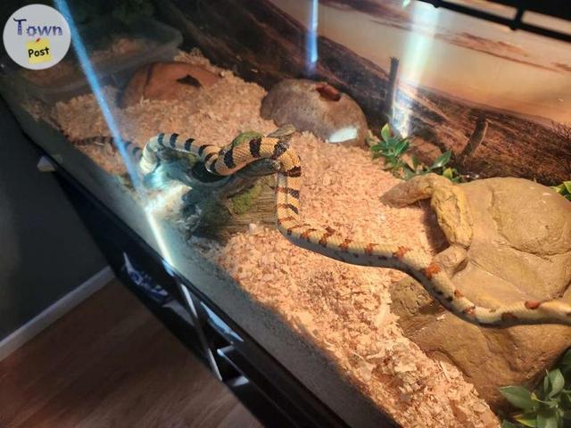 Photo of California King Snake with tank and accessories