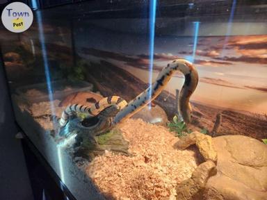 Photo of California King Snake with tank and accessories - 2