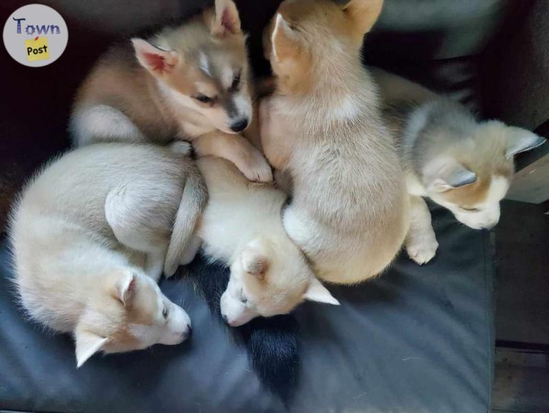 Photo of puppy husky ready for december