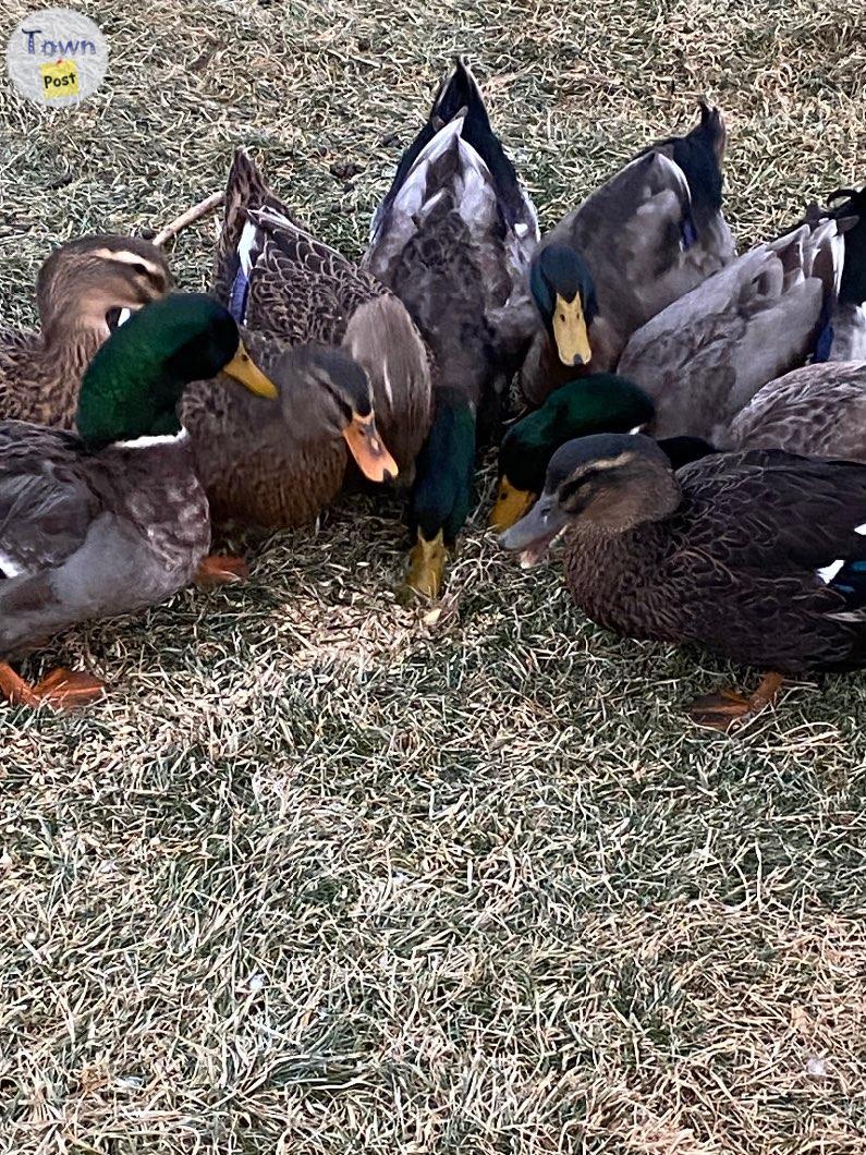 Photo of Rouwen ducks