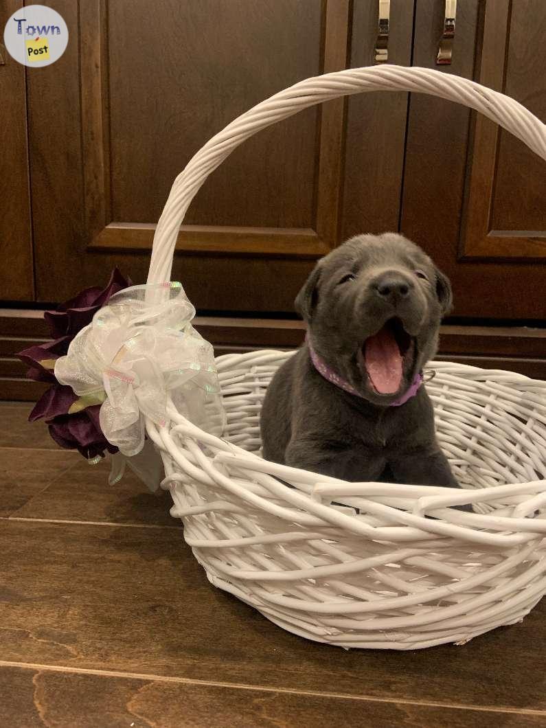 Photo of Silver/Charcoal/Black Purebred Lab Puppies