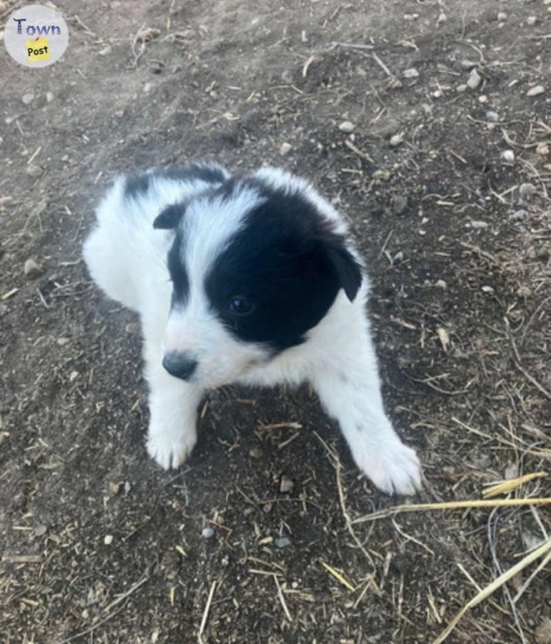 Photo of 9 week old puppy,female 