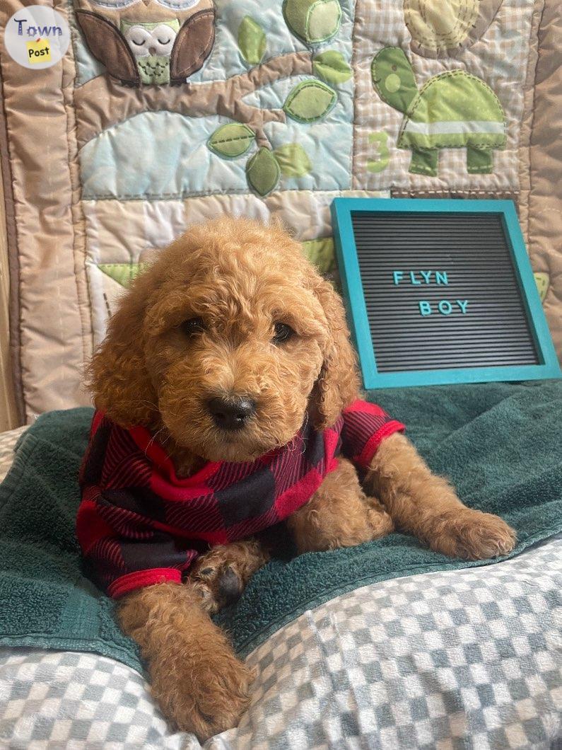 Photo of Adorable Moyen Goldendoodles