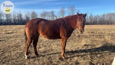 Photo of American Quarter Horse For Sale - 1