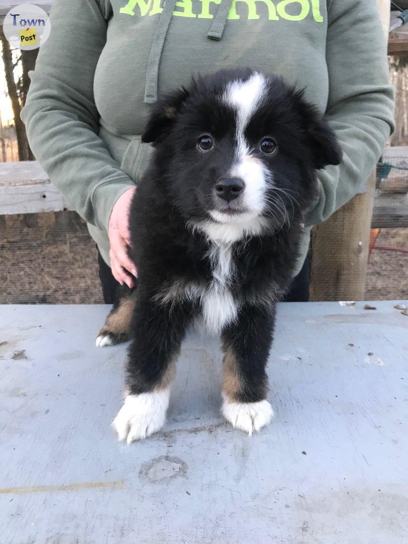 Photo of Registered mini Australian shepherd