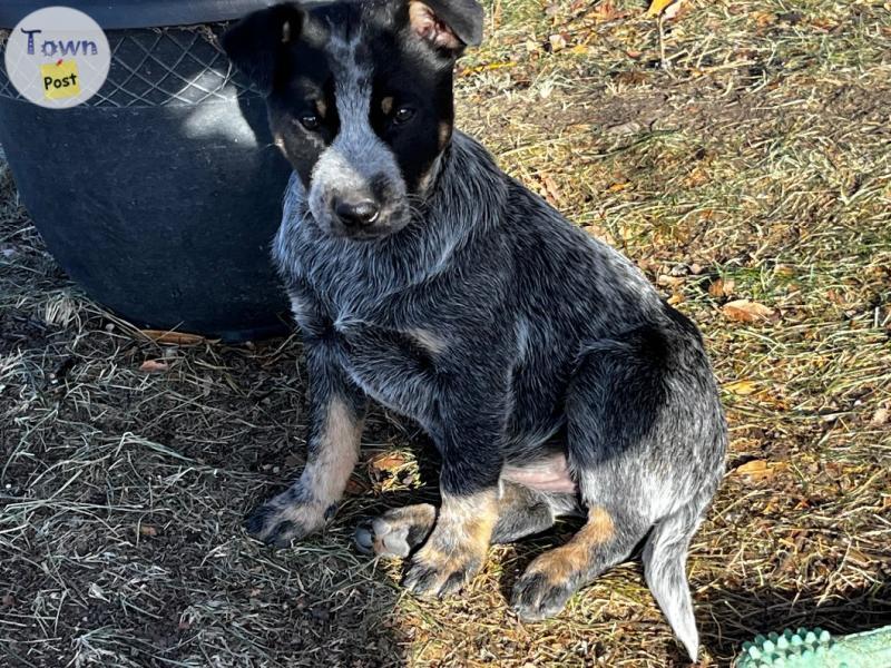 Photo of Blue heeler puppies 