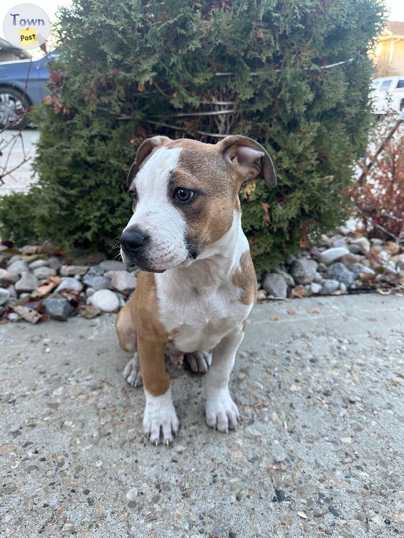 Photo of Pitbull puppy for rehoming