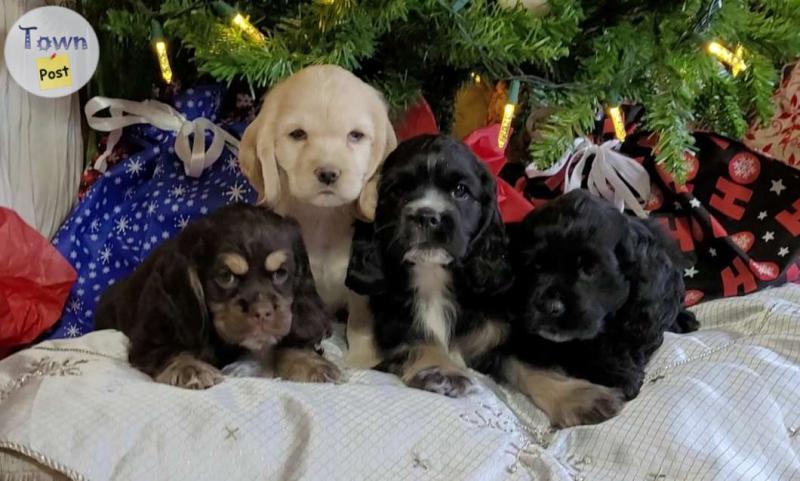 Photo of American Cocker Spaniel Puppies x4