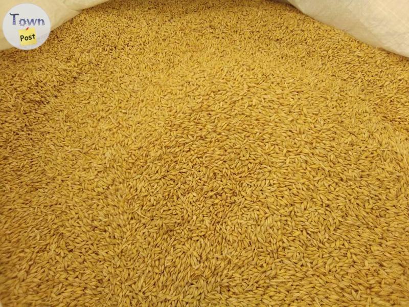 Photo of Feed Barley