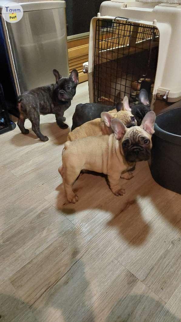 Photo of CKC REG.French Bull Dog Puppies 