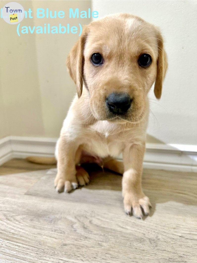 Photo of Yellow lab puppies