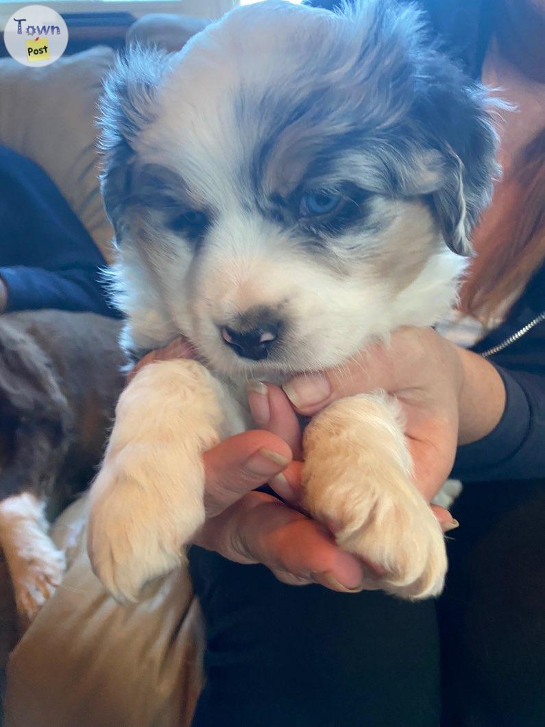 Photo of Mini Australian Shepard puppies