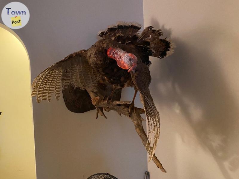 Photo of Taxidermy turkey with papers 