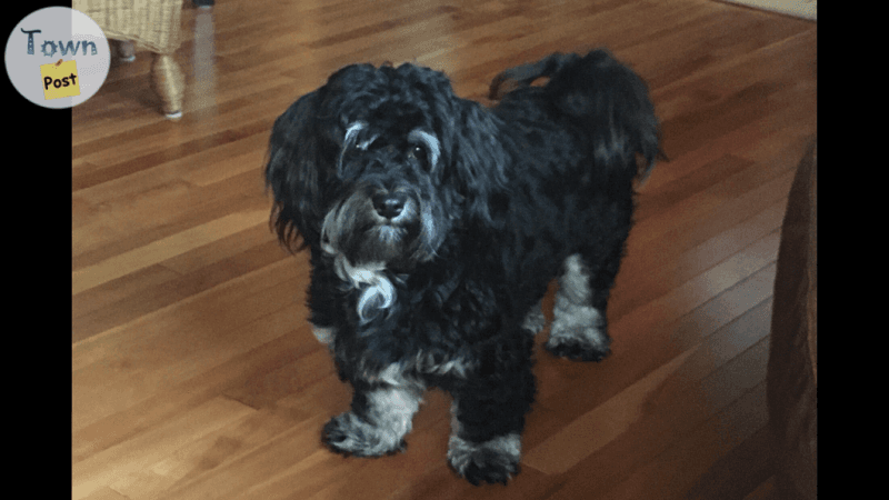 Photo of 3 year old proven Havanese Stud