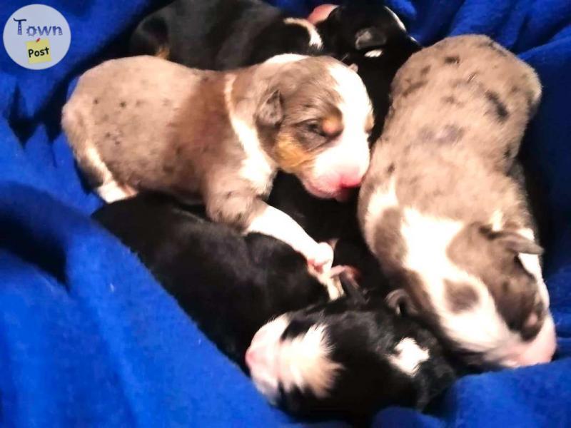 Photo of Bernese with Blue Merle Australian Shepard