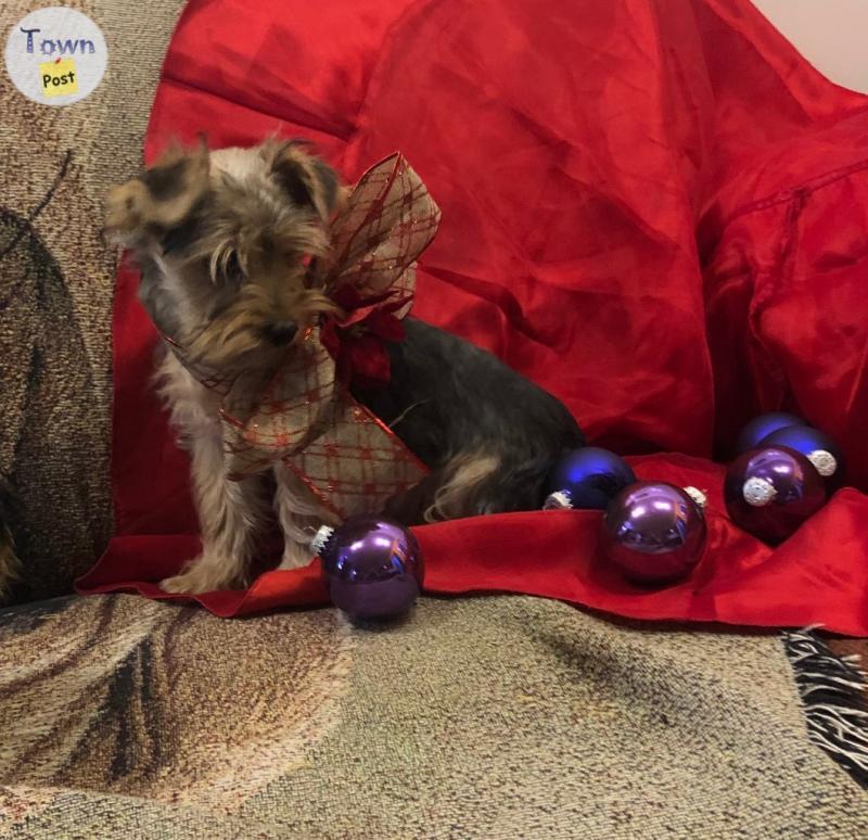 Photo of Yorkie I and yorkie cross pups