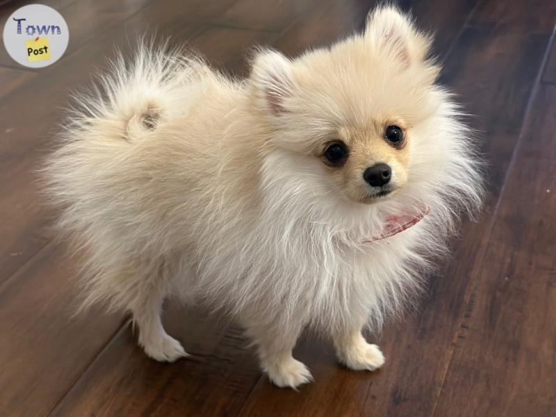 Photo of AKC Registered Pomeranian Puppies 