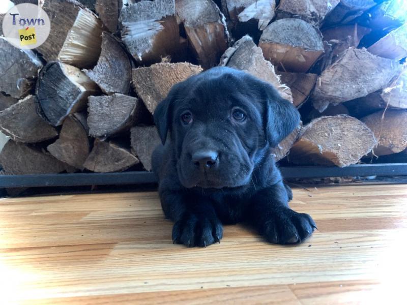 Photo of Lab puppies