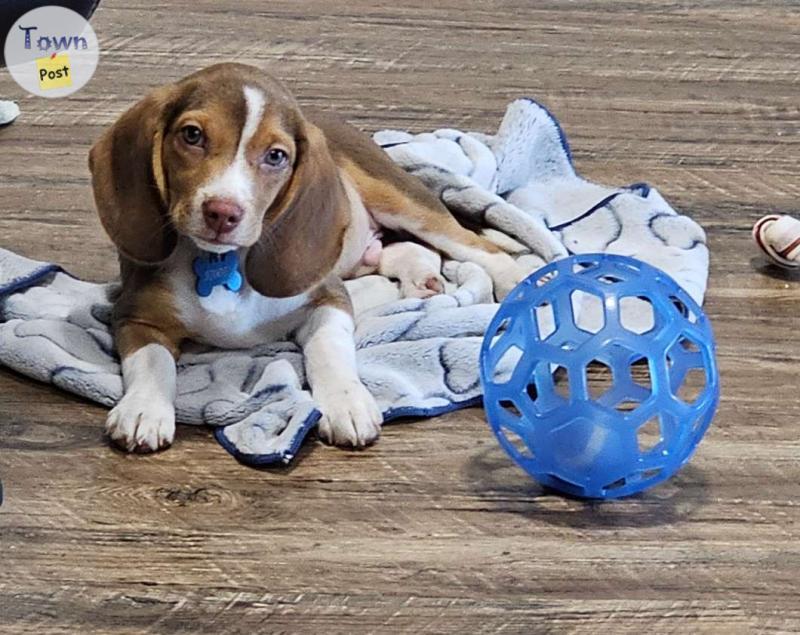 Photo of Beagle - Puppy