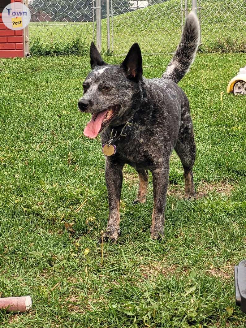 Photo of Mini blue heeler for stud