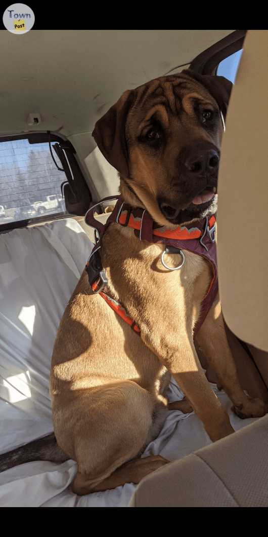 Photo of Mastiff Rottweiller