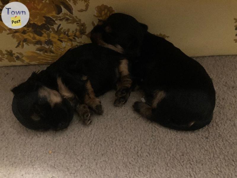 Photo of Yorkie puppies 