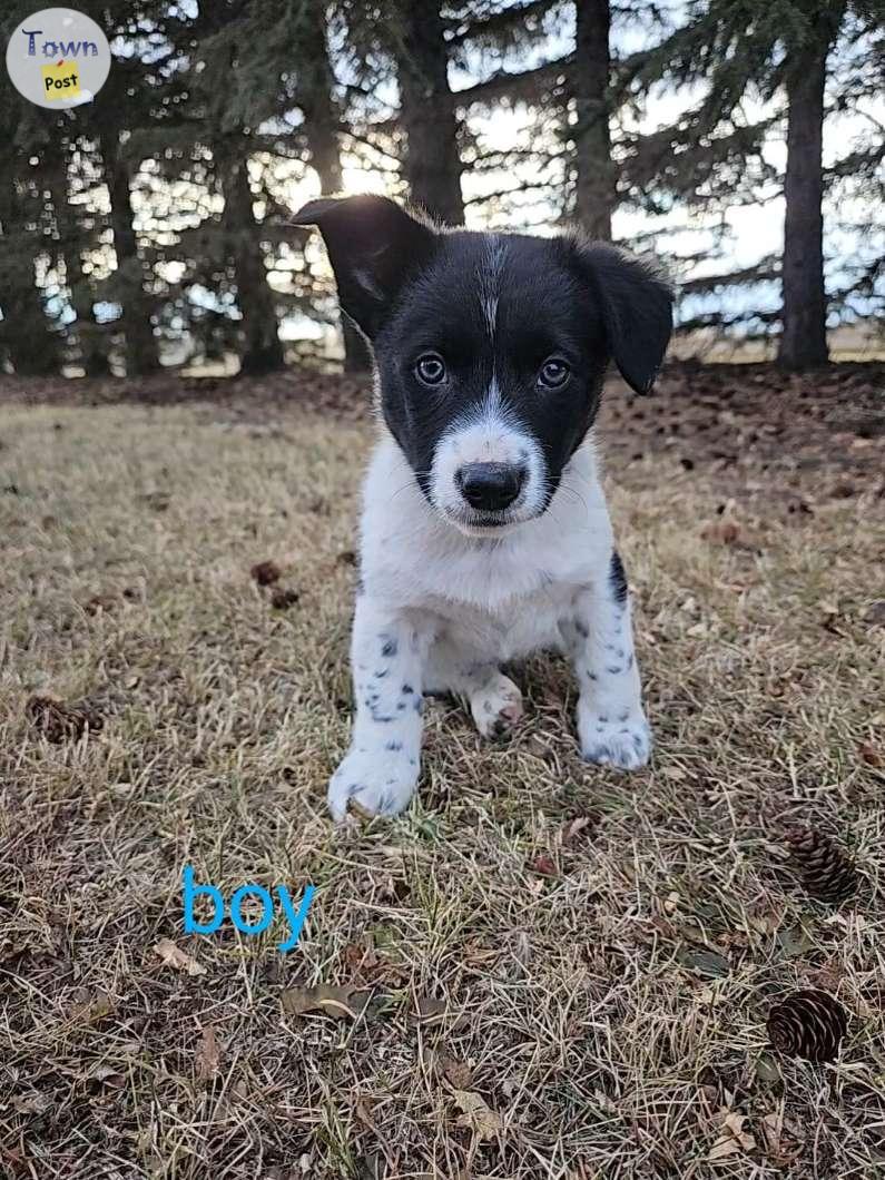 Photo of Corgi/Heeler x Kelpie Puppy