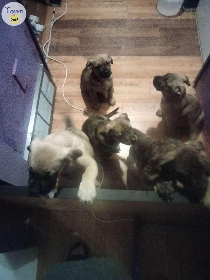 Photo of Cheap mastiff puppies for sale today only need to find forever homes 