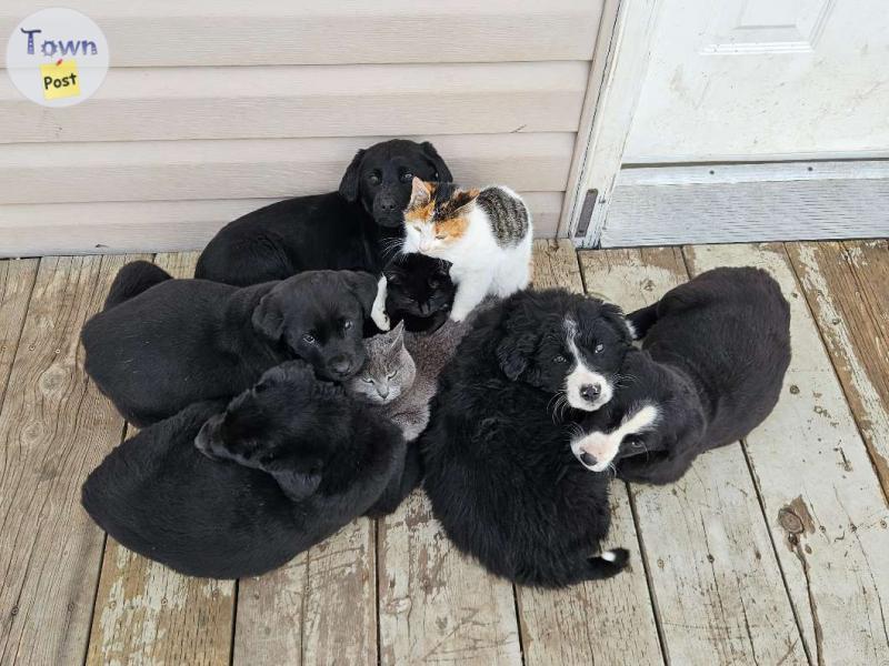 Photo of Lab/Pyrenees/Bernese 