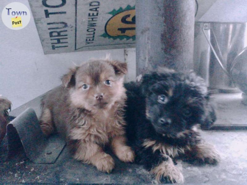 Photo of PUPPIES(Yorkie X Pomerainen)